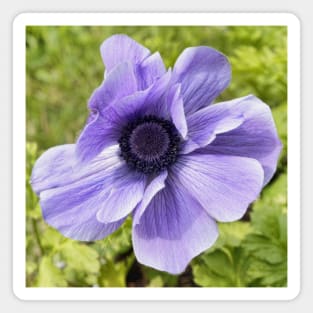 Lilac Anemone Magnet